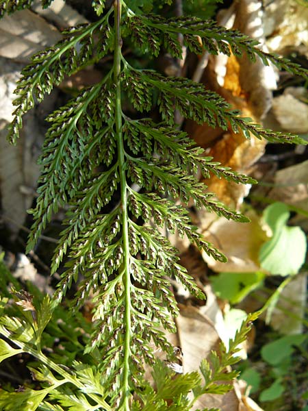 Asplenium onopteris \ Spitzer Streifenfarn / Irish Spleenwort, Lesbos Agiasos 15.4.2014