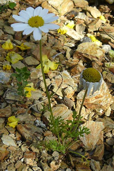 Anthemis cretica \ Kretische Hundskamille / Rayless Chamomile, Lesbos Asomatos 24.4.2014