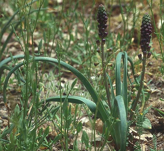 Muscari weissii \ Weiss' Traubenhyazinthe / Weiss' Hyacinth, Lesbos Agiasos 12.5.1995