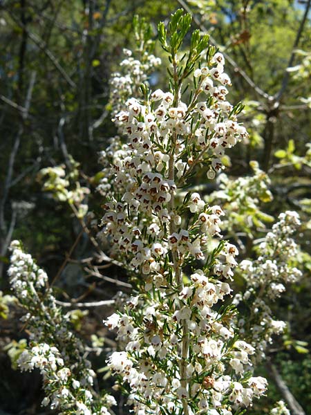 Erica arborea \ Baum-Heide / Tree Heather, Lesbos Agiasos 15.4.2014