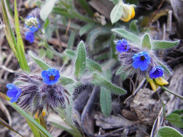 Alkanna tinctoria \ F&auml;rber-Alkanna, Schminkwurz / Alkanet, Lesbos Agiasos 15.4.2014