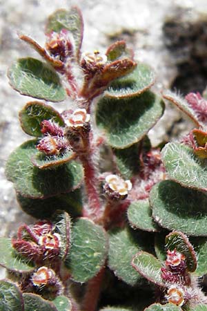 Chamaesyce canescens \ Graue Wolfsmilch / Small Spurge, Lesbos Molyvos 19.4.2014