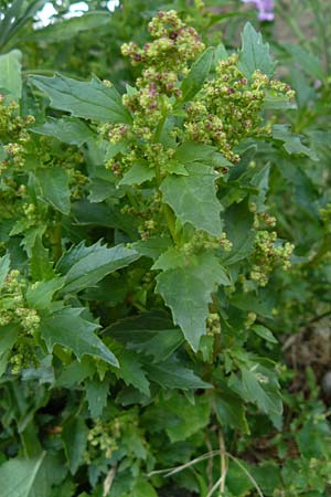 Chenopodium quinoa \ Reismelde, Inka-Reis / Quinoa, Lesbos Molyvos 19.4.2014