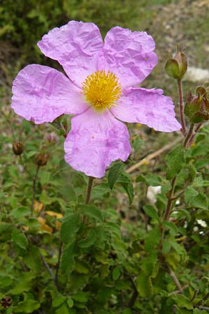 Cistus incanus subsp. creticus \ Kretische Zistrose / Cretan Cistus, Lesbos Plomari 20.4.2014