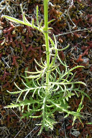 Crupina crupinastrum \ Echter Schlupfsame / False Saw Wort, Lesbos Sigri 22.4.2014
