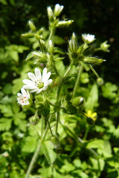 Stellaria cupaniana \ Mittelmeer-Sternmiere / Southern Chickweed, Lesbos Agiasos 15.4.2014