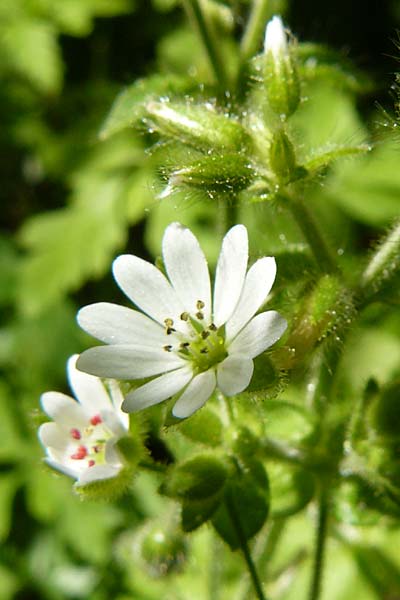Stellaria cupaniana \ Mittelmeer-Sternmiere / Southern Chickweed, Lesbos Agiasos 15.4.2014