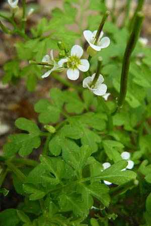 Cardamine graeca \ Griechisches Schaumkraut / Greek Bitter-Cress, Lesbos Asomatos 17.4.2014