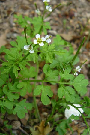 Cardamine graeca \ Griechisches Schaumkraut / Greek Bitter-Cress, Lesbos Asomatos 17.4.2014