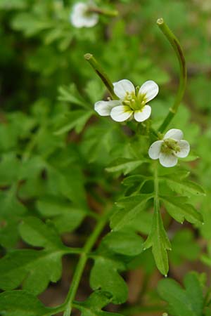 Cardamine graeca \ Griechisches Schaumkraut / Greek Bitter-Cress, Lesbos Asomatos 17.4.2014