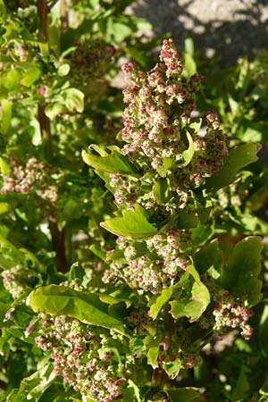 Chenopodium quinoa \ Reismelde, Inka-Reis / Quinoa, Lesbos Sigri 14.4.2014