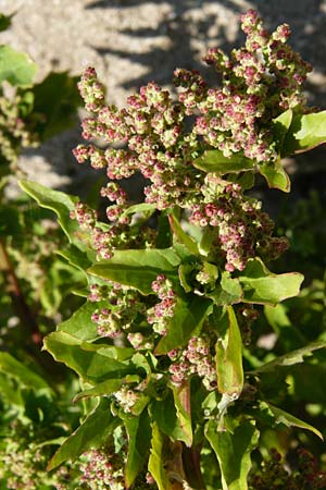 Chenopodium quinoa \ Reismelde, Inka-Reis / Quinoa, Lesbos Sigri 14.4.2014