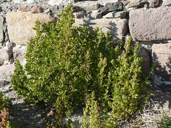 Chenopodium quinoa \ Reismelde, Inka-Reis / Quinoa, Lesbos Sigri 14.4.2014