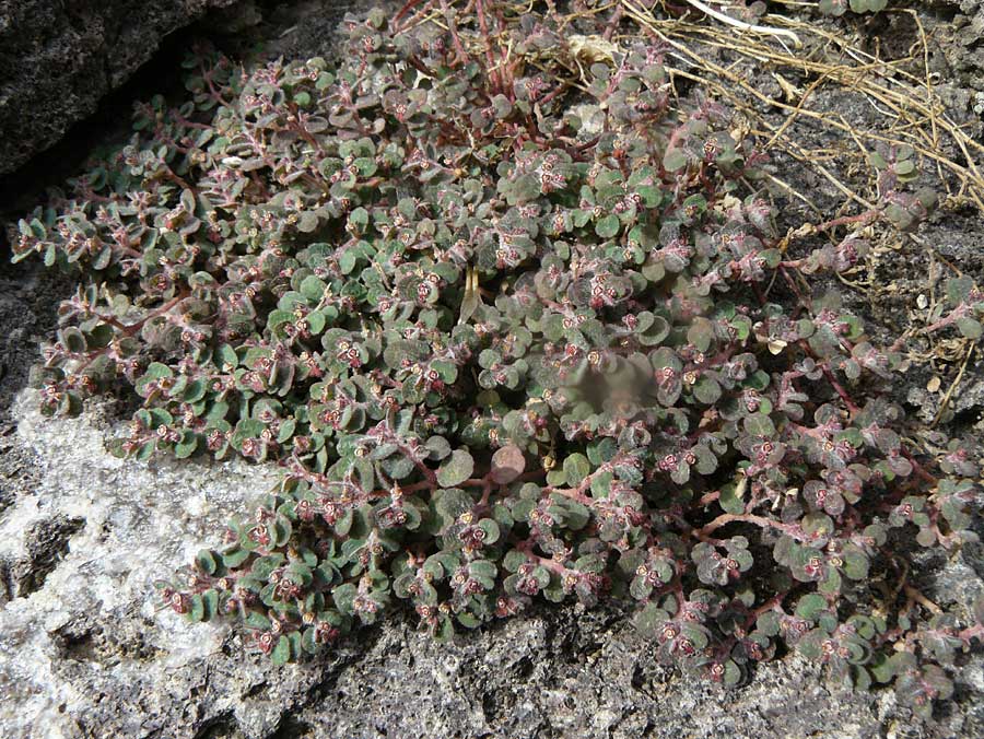 Chamaesyce canescens \ Graue Wolfsmilch / Small Spurge, Lesbos Molyvos 19.4.2014