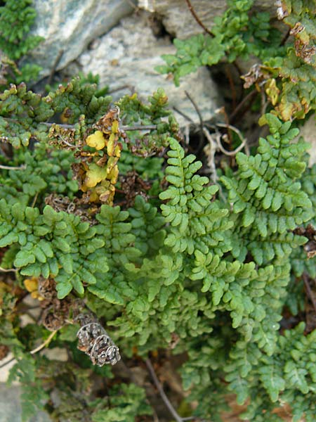 Cheilanthes acrostica \ Mauer-Lippenfarn / Scented Lip Fern, Lesbos Plomari 20.4.2014