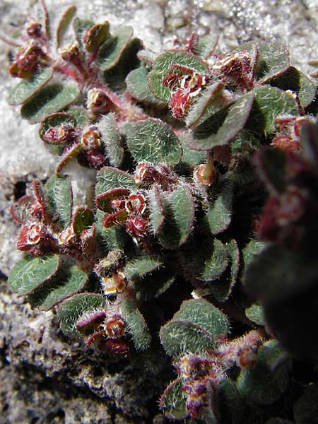 Chamaesyce canescens \ Graue Wolfsmilch / Small Spurge, Lesbos Molyvos 19.4.2014