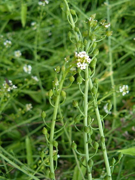 Calepina irregularis \ Wendich, Kalepine / White Ball-Mustard, Lesbos Moria 17.4.2014