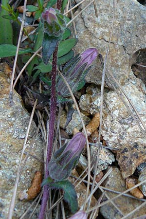 Campanula lyrata \ Leierf&ouml;rmige Glockenblume / Rock Bellflower, Lesbos Lambou Mili 16.4.2014