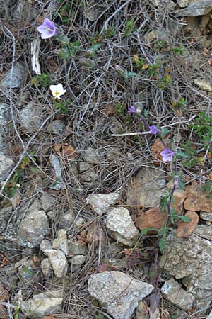 Campanula lyrata \ Leierf&ouml;rmige Glockenblume / Rock Bellflower, Lesbos Lambou Mili 16.4.2014