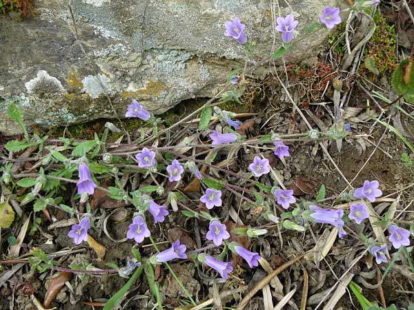 Campanula lyrata \ Leierf&ouml;rmige Glockenblume / Rock Bellflower, Lesbos Asomatos 17.4.2014
