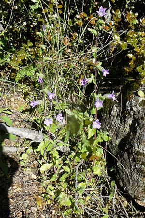 Campanula lyrata \ Leierf&ouml;rmige Glockenblume / Rock Bellflower, Lesbos Kalloni 18.4.2014