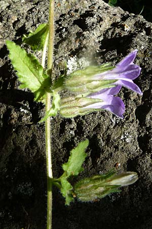 Campanula lyrata \ Leierf&ouml;rmige Glockenblume / Rock Bellflower, Lesbos Kalloni 18.4.2014