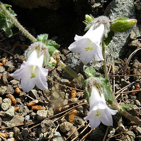 Campanula lyrata \ Leierf&ouml;rmige Glockenblume / Rock Bellflower, Lesbos Polichnitos 21.4.2014