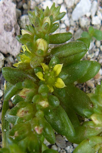 Sedum litoreum \ Strand-Mauerpfeffer / Coastal Stonecrop, Lesbos Mytilini 23.4.2014
