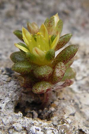 Sedum litoreum \ Strand-Mauerpfeffer / Coastal Stonecrop, Lesbos Mytilini 23.4.2014