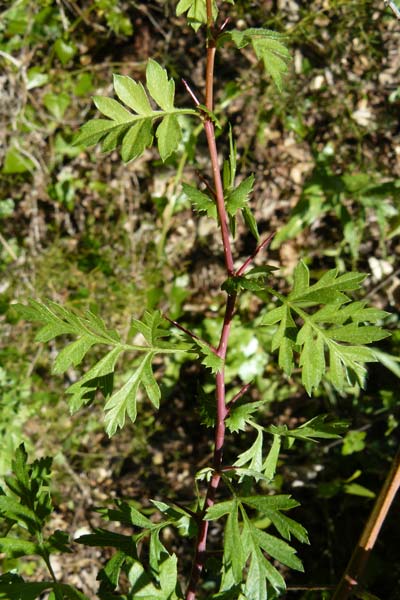 Crataegus orientalis \ Orientalischer Weidorn, Lesbos Agiasos 15.4.2014
