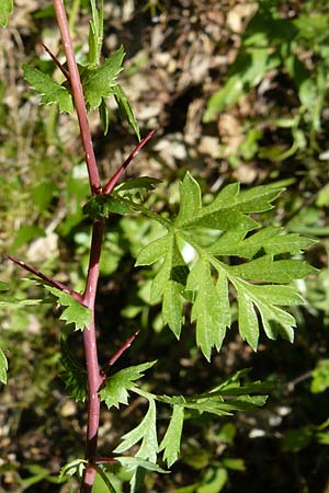 Crataegus orientalis \ Orientalischer Weidorn, Lesbos Agiasos 15.4.2014