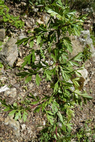 Crataegus orientalis \ Orientalischer Weidorn, Lesbos Agiasos 15.4.2014