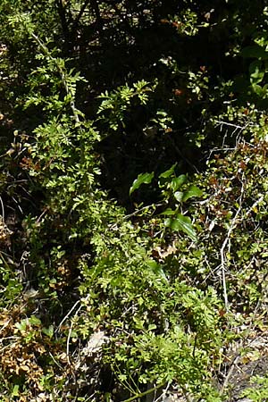 Crataegus orientalis \ Orientalischer Weidorn, Lesbos Agiasos 15.4.2014