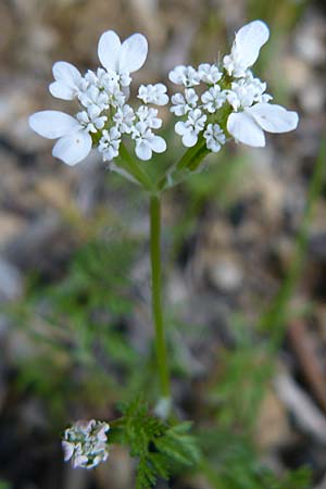 Caucalis platycarpos \ Mhren-Haftdolde / Small Bur Parsley, Lesbos Plomari 20.4.2014