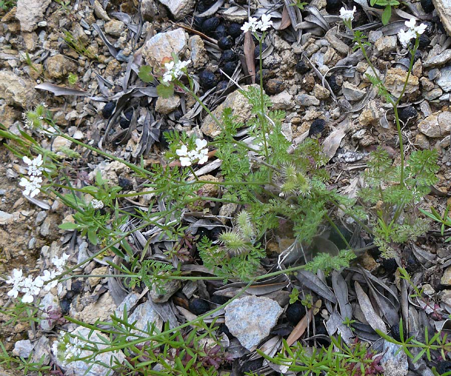 Caucalis platycarpos \ Mhren-Haftdolde / Small Bur Parsley, Lesbos Plomari 20.4.2014