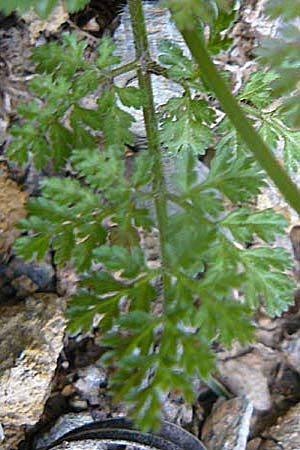 Caucalis platycarpos \ Mhren-Haftdolde / Small Bur Parsley, Lesbos Plomari 20.4.2014