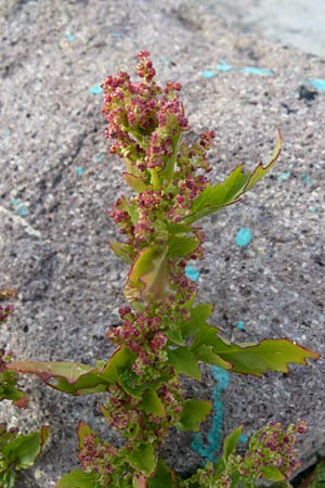 Chenopodium quinoa \ Reismelde, Inka-Reis / Quinoa, Lesbos Molyvos 19.4.2014