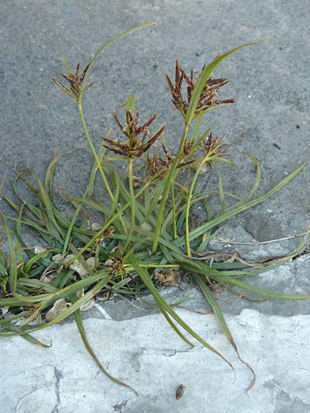 Cyperus rotundus \ Knolliges Zypergras / Purple Nut Sedge, Lesbos Plomari 20.4.2014
