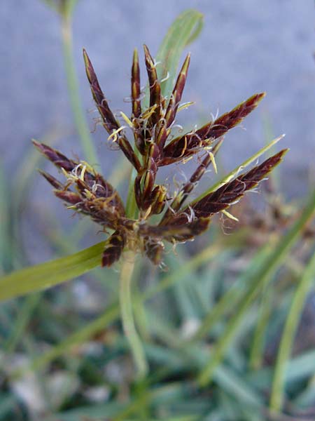 Cyperus rotundus \ Knolliges Zypergras / Purple Nut Sedge, Lesbos Plomari 20.4.2014