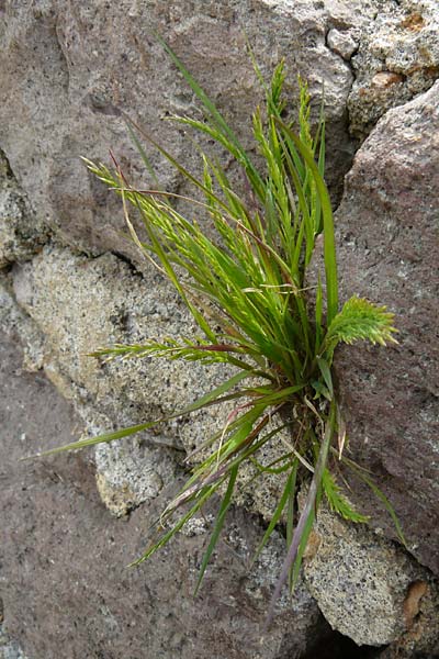 Catapodium rigidum \ Steifgras / Fern Grass, Lesbos Mytilini 23.4.2014