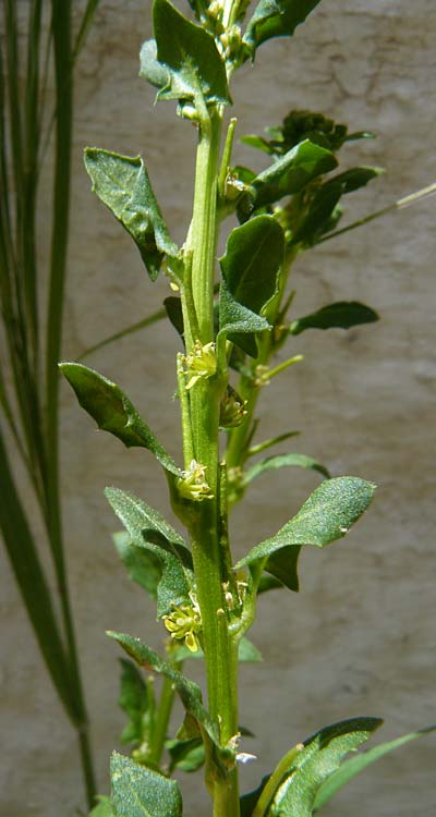 Sisymbrium polyceratium \ Kurzfr�chtige Rauke / Short-Fruit Hedge Mustard, Lesbos Asomatos 24.4.2014