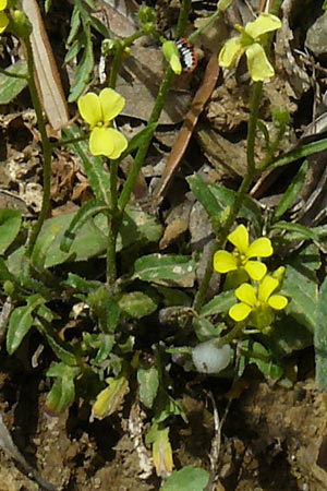 Bunias erucago \ Flgel-Zackenschtchen / Southern Warty Cabbage, Lesbos Asomatos 24.4.2014