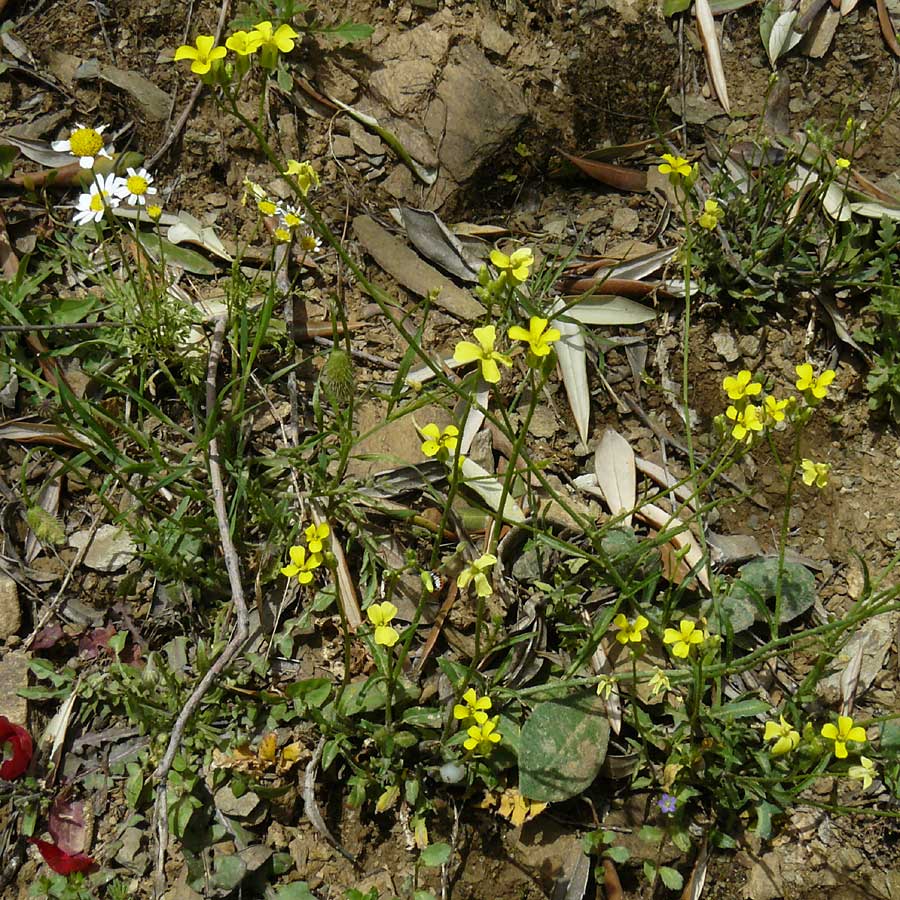 Bunias erucago \ Flgel-Zackenschtchen / Southern Warty Cabbage, Lesbos Asomatos 24.4.2014