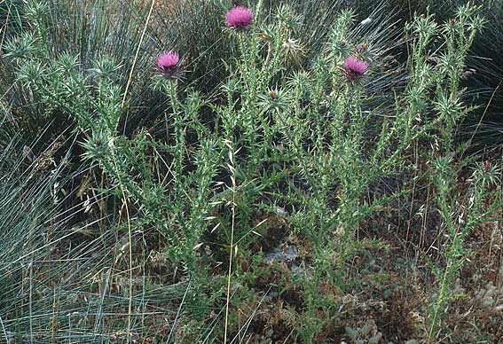 Onopordum tauricum \ Taurus Esels-Distel, Lesbos Polichnitos 21.5.1995