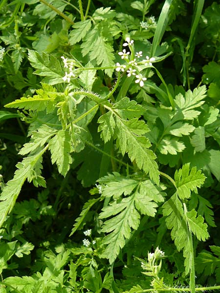 Chaerophyllum nodosum \ Blasenst&auml;ngel / Knobbed Chervil, Lesbos Agiasos 15.4.2014