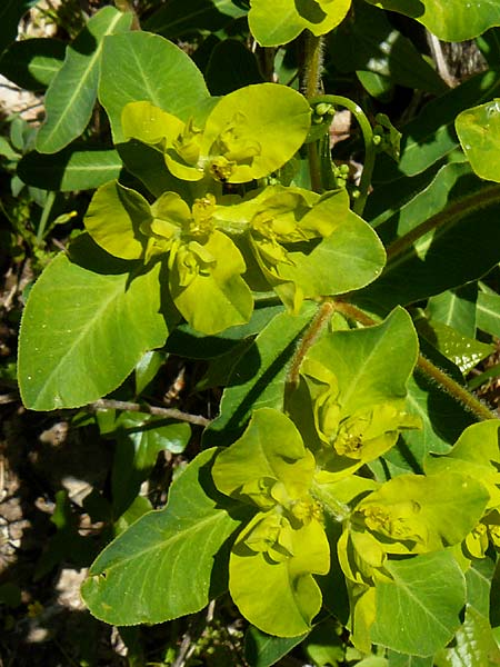 Euphorbia oblongata \ Eibl&auml;ttrige Wolfsmilch / Eggleaf Spurge, Balkan Spurge, Lesbos Agiasos 15.4.2014