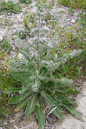 Echium italicum \ Italienischer Natternkopf / Italian Bugloss, Lesbos Mytilini 13.4.2014