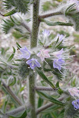 Echium italicum \ Italienischer Natternkopf / Italian Bugloss, Lesbos Mytilini 13.4.2014
