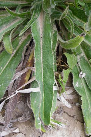 Echium italicum \ Italienischer Natternkopf / Italian Bugloss, Lesbos Mytilini 13.4.2014