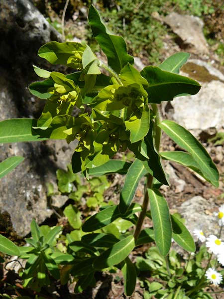 Euphorbia oblongata \ Eibl&auml;ttrige Wolfsmilch / Eggleaf Spurge, Balkan Spurge, Lesbos Agiasos 15.4.2014